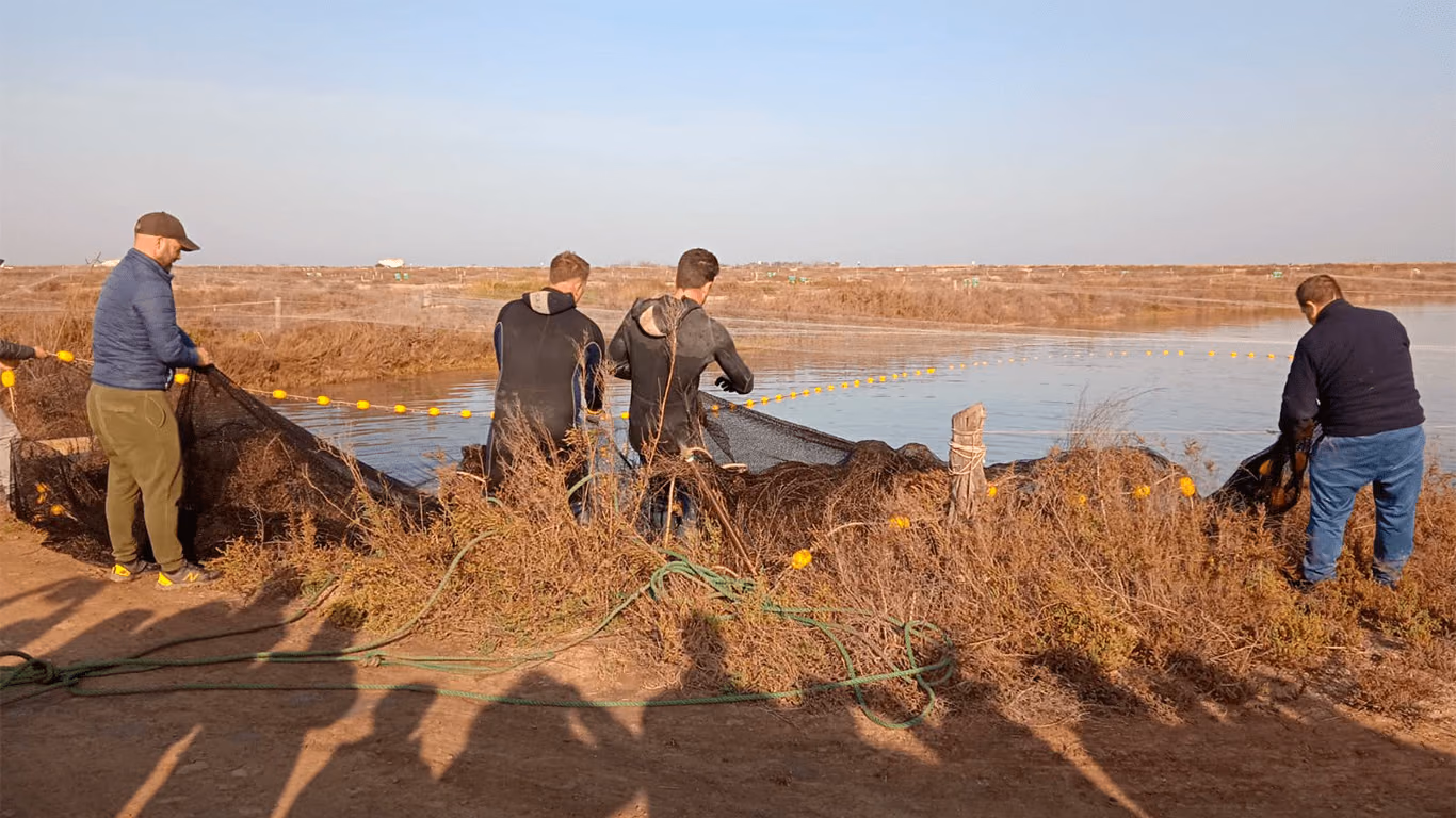 Varias personas recogen la red de pesca en la orilla del estero