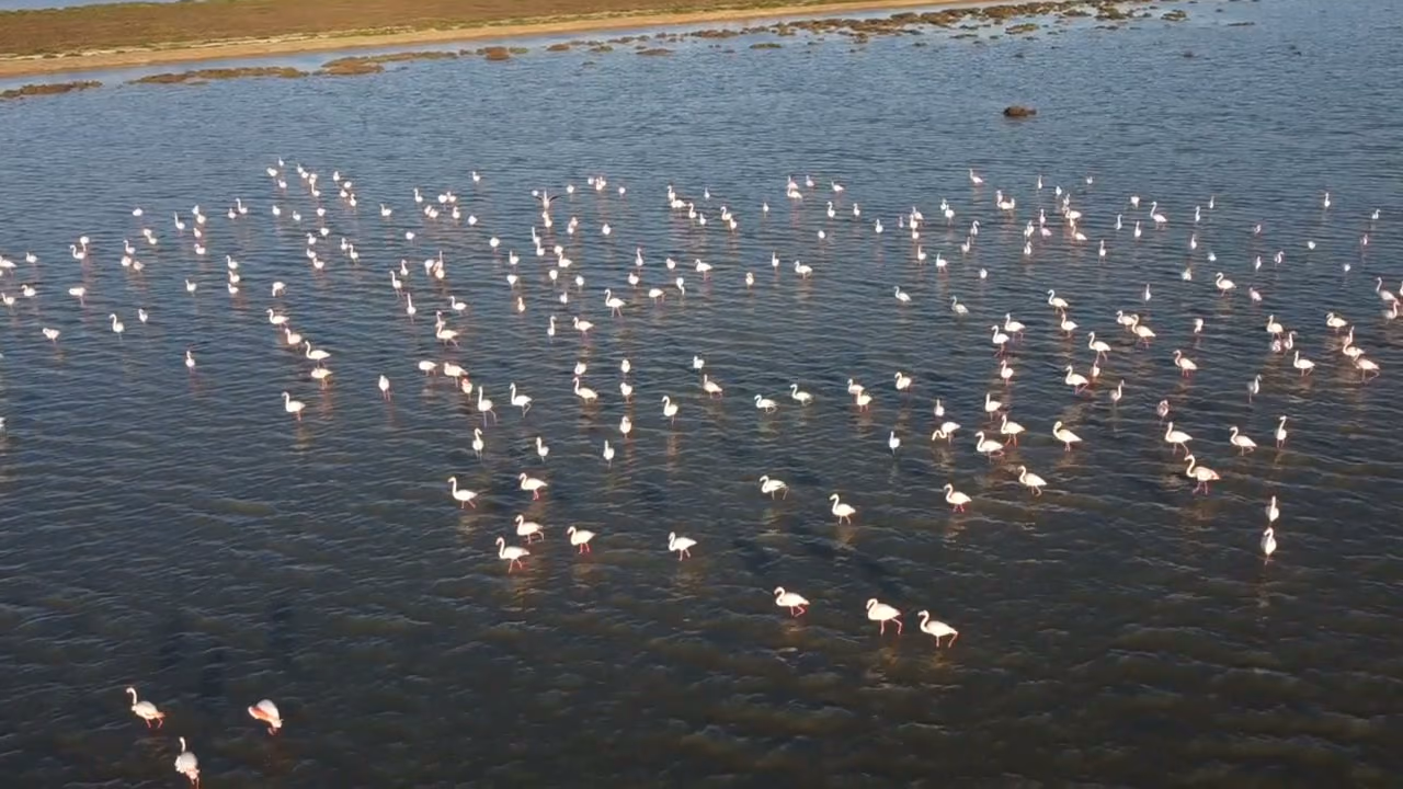 Una bandada de flamencos en el agua del estero
