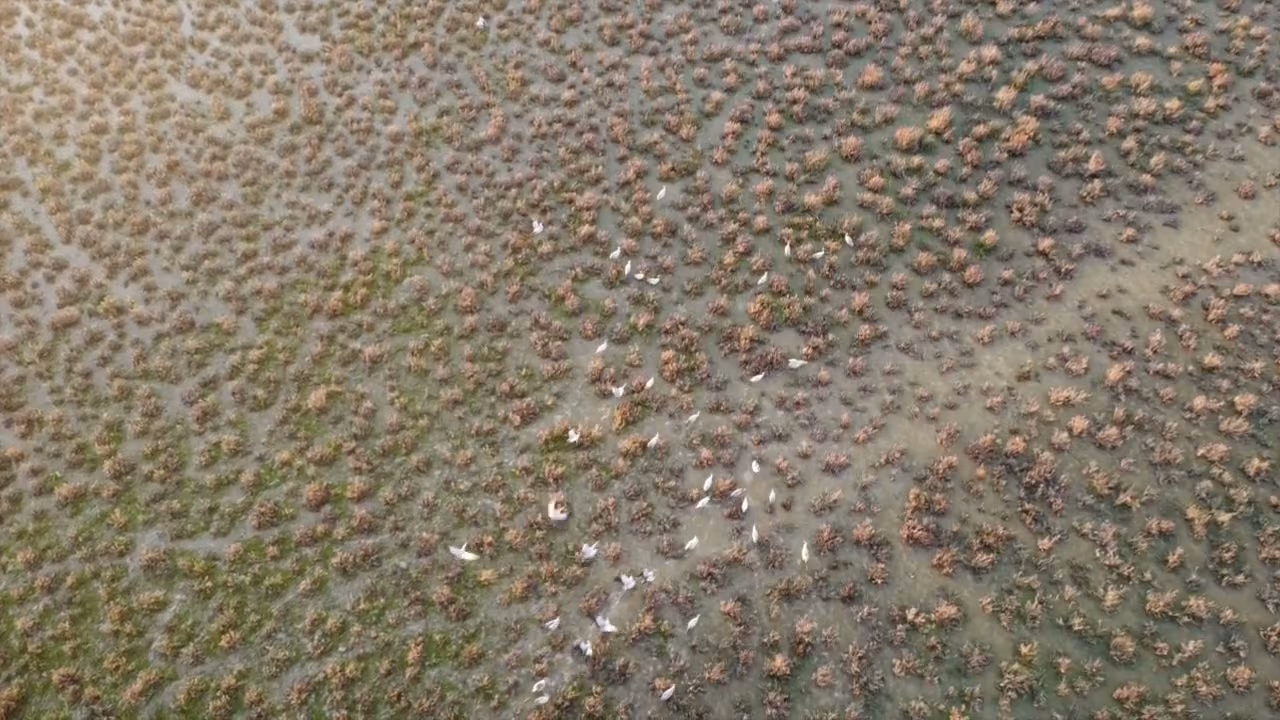 Aves blancas entre la vegetación de la marisma, vistas desde el aire