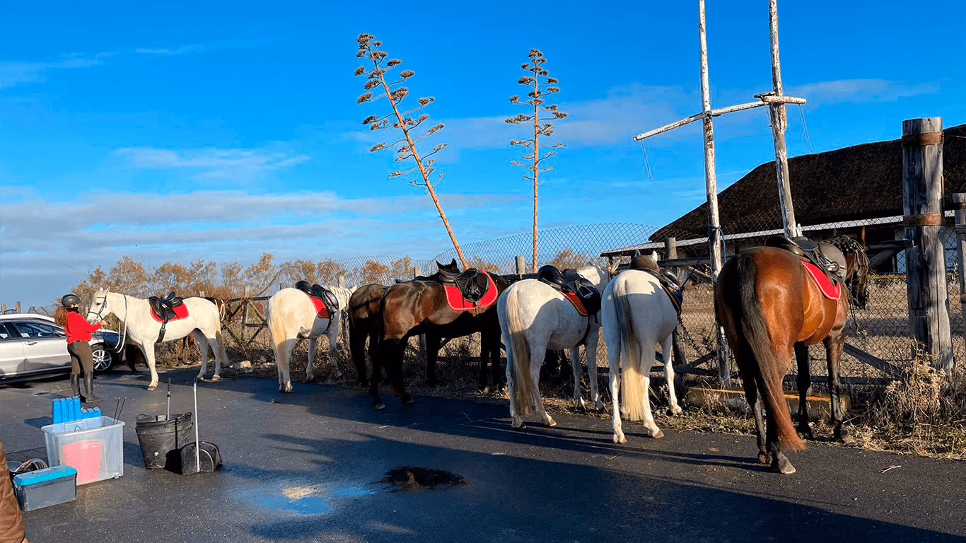 Caballos ensillados preparados para la ruta